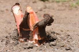 Image result for Hydnora