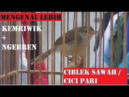 Mulai dari pakan ciblek semi, putih, sawah dan lainnya. Profil Burung Ciblek Sawah Atau Cici Pari Kemriwik Gacor Dan Ngebren Youtube