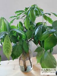 About 1/4″ below the node. How To Propagate Baobabs From Cut Branches Successfully Baobab