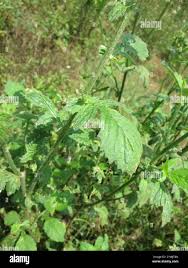 Image result for Crassocephalum picridifolium