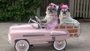 Pugsandkisses Out For A Drive This May Be One Of The Silliest Things I Ve Watched In Some Time Cute Pugs Pugs Your Dog