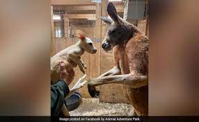 A kangaroo is an australian marsupial.it belongs to the genus macropus.the common name 'kangaroo' is used for the four large species, and there are another 50 species of smaller macropods. Extremely Rare White Kangaroo Born In Zoo Our Jaws Are On The Floor
