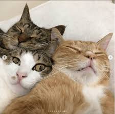 Fantastic Cat Pics Detail Are Offered On Our Internet Site Check It Out And You Will Not Be Sorry You Did Catpics In 2020 Cute Cats Pretty Cats Cute Animals