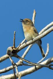 Image result for Newtonia