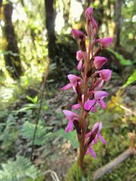 Image result for Disa stairsii