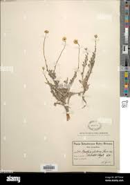 Image result for Pentzia incana