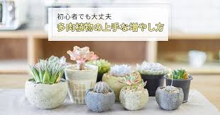 初心者でも大丈夫 多肉植物の上手な増やし方 お掃除用品 お掃除サービスのダスキン