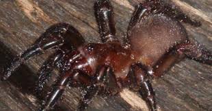Euoplos Sp Golden Trapdoor Spider Spider Arachnids Weird Animals