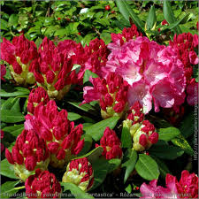 Rhododendron Yakushimanum Fantastica Rozanecznik Jakuszimanski Garden Plants Plants Rhododendron