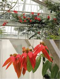 Image result for Combretum falcatum