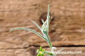 Image result for Trochomeria hookeri