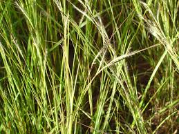 Image result for Heteropogon contortus
