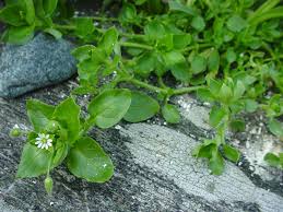 Image result for Stellaria