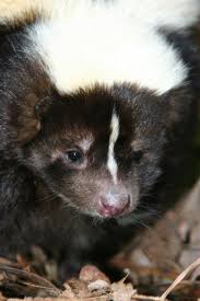 Pin By Sydney Ellen Cline Author On Some Of The Animals That I Have Taken Care Of Baby Skunks Skunk Animals Wild