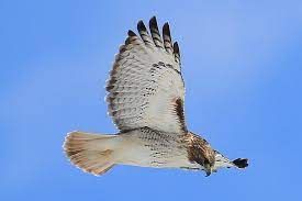 Learn raptor bird traits and defining characteristics. Raptor Definition Birds Of Prey