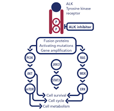 Image result for ALK Inhibitor