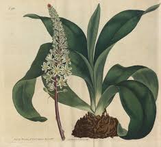 Image result for Drimia