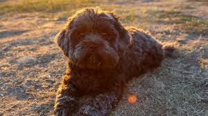 Irish doodle puppies for sale near me. Irish Doodle A Complete Guide To The Irish Setter Doodle All Things Dogs All Things Dogs