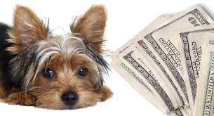 The price of a yorkshire terrier can depend on various factors such as age, gender, and documentation, and more. How Much Is A Yorkshire Terrier Puppy Costs Of Raising A Yorkie