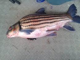 Mengapa harus memilih jenis ikan hias dengan habitat di air tawar? Spesies Ikan Asal Hampir Pupus Di Habitat Liar Umpan
