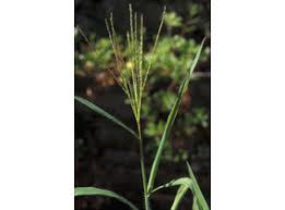 Image result for Digitaria angolensis