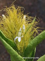 Image result for Justicia phyllostachys