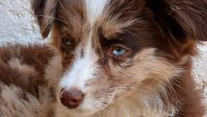 Feel free to browse classifieds placed by german shepherd dog breeders in pa and the surrounding areas. Toy Australian Shepherd Raspberry Rl Valley Ranch Aussies Ohio Puppies