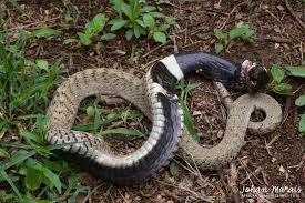 Image result for Najas horrida