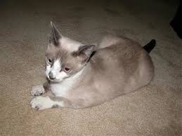 The color is not always the same with lilac point (lighter color) and seal point (darker color). Traditional Lilac Point Siamese Needs Name Thecatsite