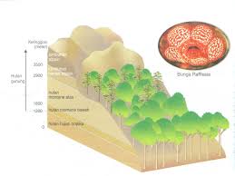 Geografi Hutan Gunung