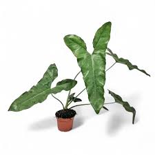 Image result for Vincetoxicum stenolobum