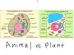 Plant And Animal Cells Plant And Animal Cells Plant Cell Animal Cell