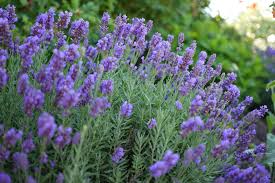 Browse 28,331 lavender plant stock photos and images available, or search for lavender plant isolated or. Dutch Lavender Lavandula Intermedia Growing Planting Caring