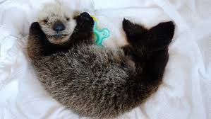 This amazing little cute furry friend was having a great time, he loved to be watched as he was giving himself a good clean! Seattle Aquarium Assists With Hardy The Rescued Sea Otter Seattle Aquarium