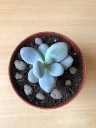 Proper cactus potting soil isn't only about dirt. Just Repotted This Beauty Used A 50 50 Mix Of Cactus Soil And Clay Pebbles What Are Your Thoughts On Perlite Vs Clay Pebbles Succulents