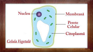 Inima este situata in cavitatea toracica, intre plamani. Biologie Clasa A 5 A Lectia Structura Si Functiile Plantelor Partea 1 Youtube