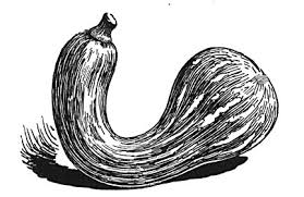 Do you know anything about the downside? Squash Small Farmer S Journal
