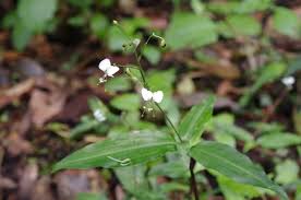 Image result for Aneilema welwitschii