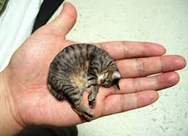 We did not find results for: World S Smallest Animals
