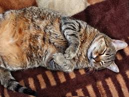 Getting an obese cat to lose weight needs to be done gradually, as crash diets can be dangerous. 5 Tips From The Cat Doctor To Help Your Fat Cat Lose Weight