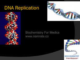Student's dna replication powerpoint pdf printout printing: Dna Replication