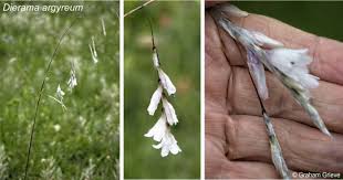 Image result for Dierama formosum