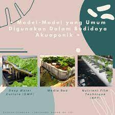 Apa Saja Model Model Akuaponik Aquaponics Tanaman Kolam Ikan