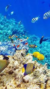 Paintingsubjectsideas Beautiful Sea Creatures Ocean Creatures Ocean Animals