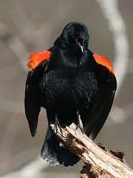 Black Bird With Orange Under Wings Red Winged Blackbird Naturally Curious With Mary Holland Black Bird Red Wing Blackbird Wings