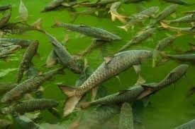 Namun keberadaan bangsa dewa dewi ini masih menjadi perdebatan hingga kini, apakah mereka memang benar benar ada ataukah hanya sekedar tokoh fiktif mitologis semata. Mengenal Lebih Dekat Ikan Dewa Harganya Jutaan Dan Selalu Diburu Jelang Imlek Halaman All Kompas Com