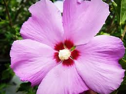Image result for Hibiscus meyeri