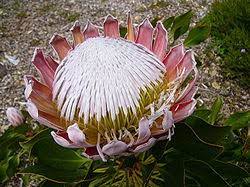 King Protea Creationwiki The Encyclopedia Of Creation Science