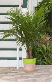 Plants that are stretching and bleached should be moved into a brighter spot for a few weeks, but don't expose them to full sunlight. Majesty Palm Care Costa Farms