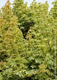 Image result for Vepris drummondii